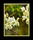 flowers on a blooming tree thumbnail